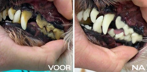 Gebitskracht™ | Optimale Gebitsverzorging voor Honden & Katten (1+1 GRATIS)